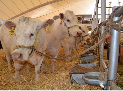 Industria de res en Ezequiel cae 30%