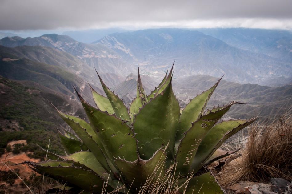 El Mirador Cuatro Palos se encuentra a 2 mil 700 metros de altura sobre el nivel del mar, el punto más alto de la Sierra Gorda, entre el frondoso bosque de Pinal de Amoles.