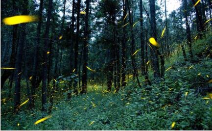 Utilizan proceso natural de luciérnagas para evaluar anticancerígenos