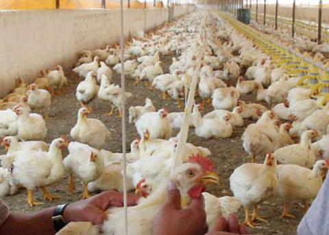 Descartan gripe aviar en el estado