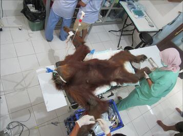 Orangutana recibe 74 disparos; su cría muere