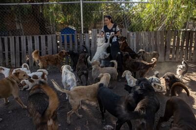 Buscan recursos para refugio de perros