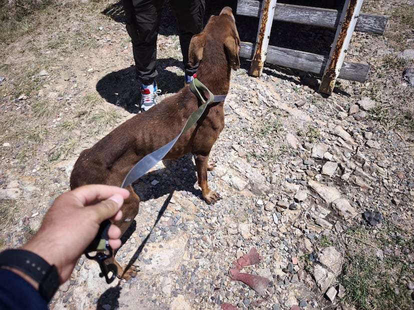 Foto. Facebook Dirección de Cuidado Animal SJR