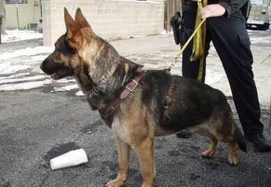 Alistan policía canina en Pedro Escobedo