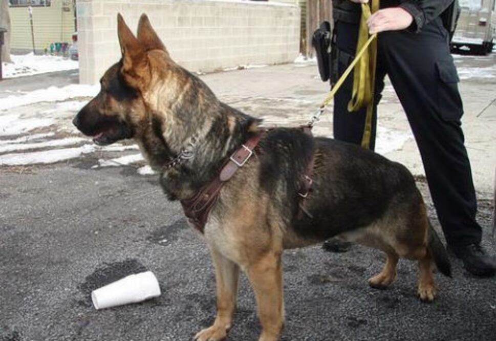 Alistan policía canina en Pedro Escobedo