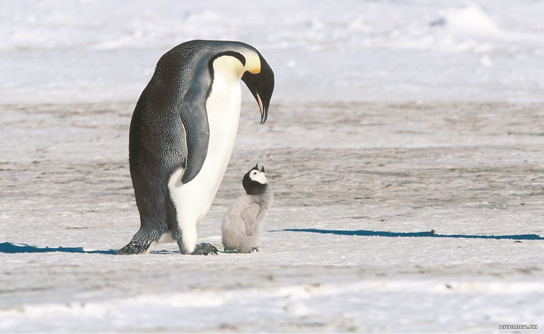 Causa preocupación muerte de pingüino tras ingerir cubrebocas N95 en Brasil