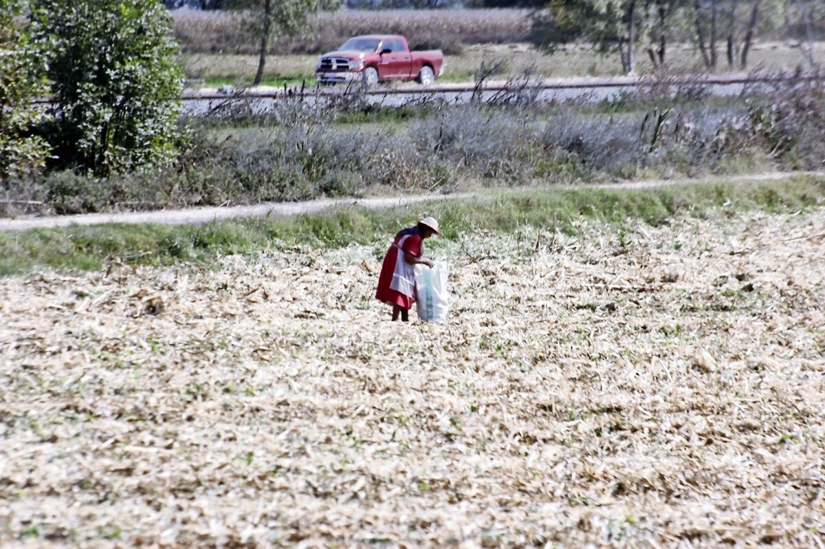Se pierden 66 mil hectáreas de temporal por sequías