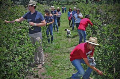 Turistas cortan y degustan zarzamoras 