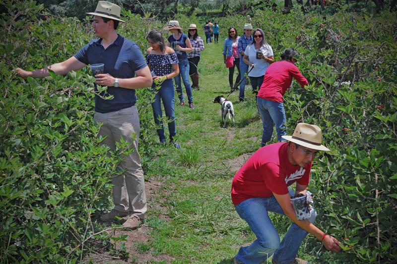 Turistas cortan y degustan zarzamoras