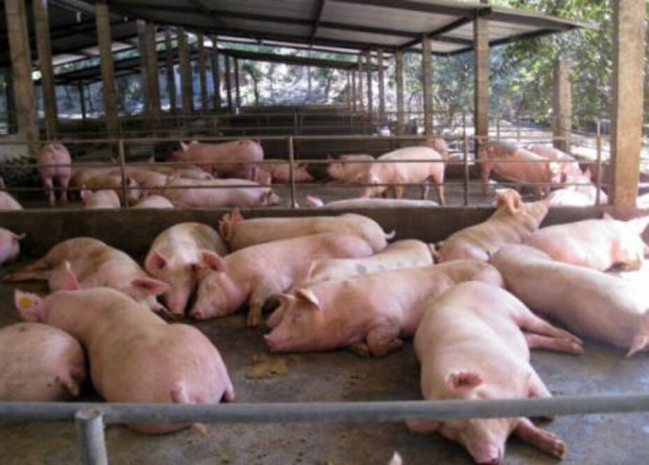 Pierden porcicultores 20 mdp diarios