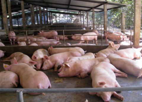 Pierden porcicultores 20 mdp diarios