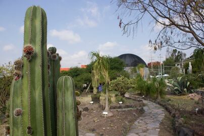 UAQ estudia a la biznaga con la que se hace acitrón