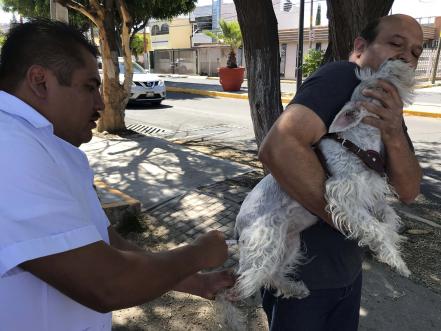 Vacunas para salvar la vida de las mascotas