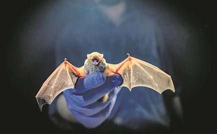 Confirman contagio de rabia en niños que fueron mordidos por un murciélago en Oaxaca