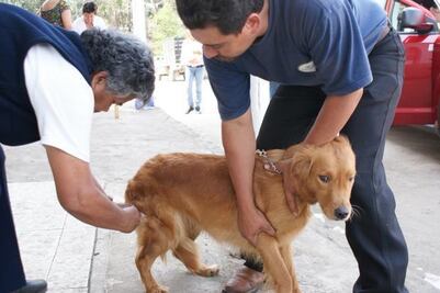 Promueven semana de vacunación antirrábica