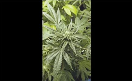 Detienen a mujer con 83 kilos de presunta marihuana en la CDMX