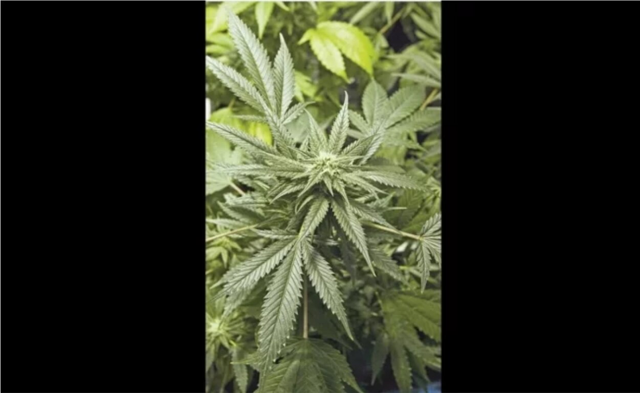 Detienen a mujer con 83 kilos de presunta marihuana en la CDMX