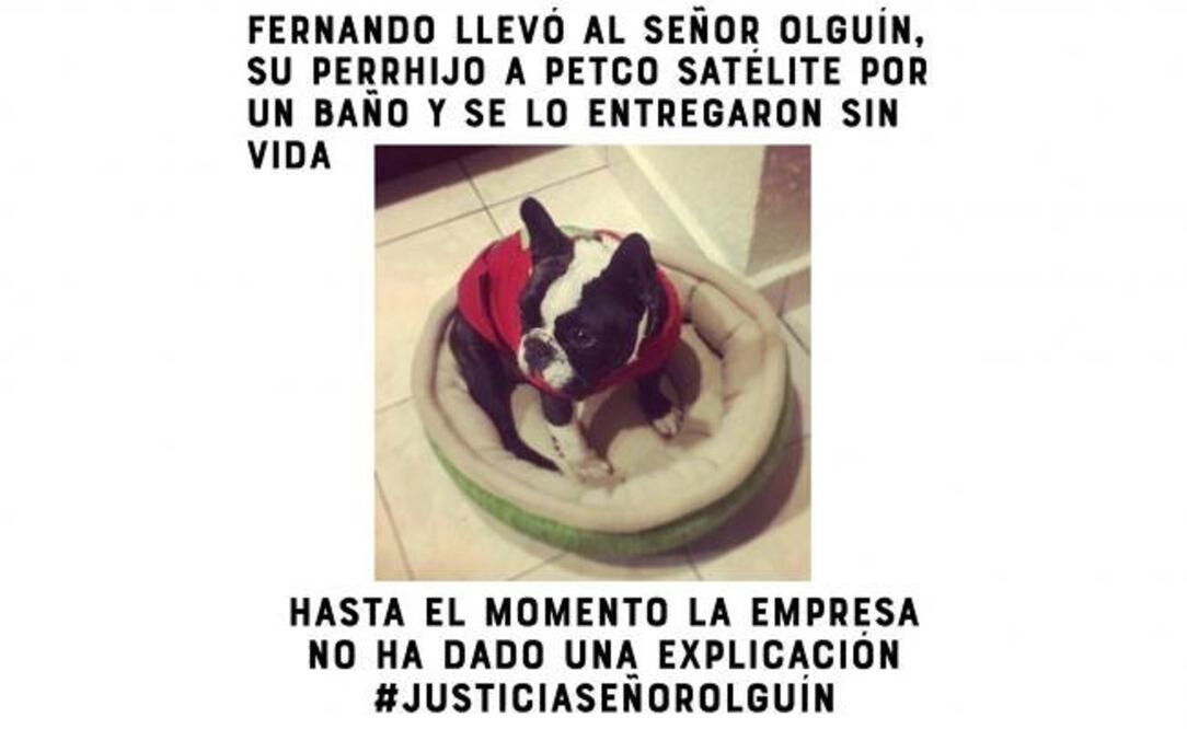 FOTO: Tomada de @Perrhijos