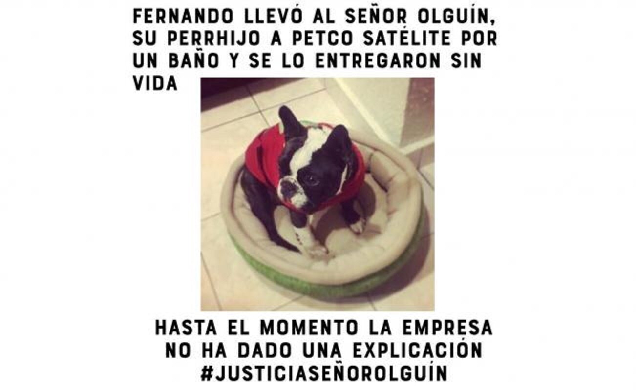 Denuncia muerte de su perro durante servicio en Petco; la empresa niega negligencia