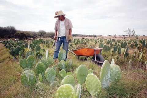 Diputado impulsa a microempresarios