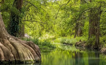 El Sabinal, el manantial rodeado por vegetación exuberante en Querétaro