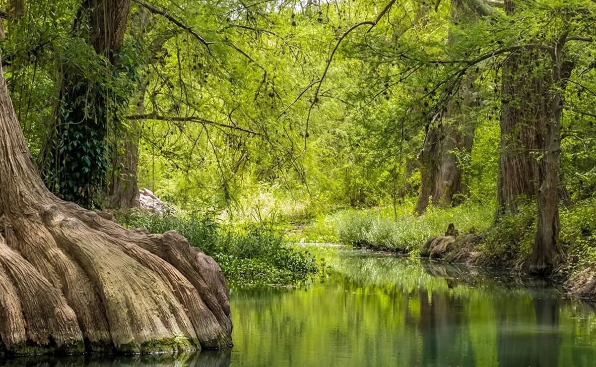 El Sabinal, el manantial rodeado por vegetación exuberante en Querétaro