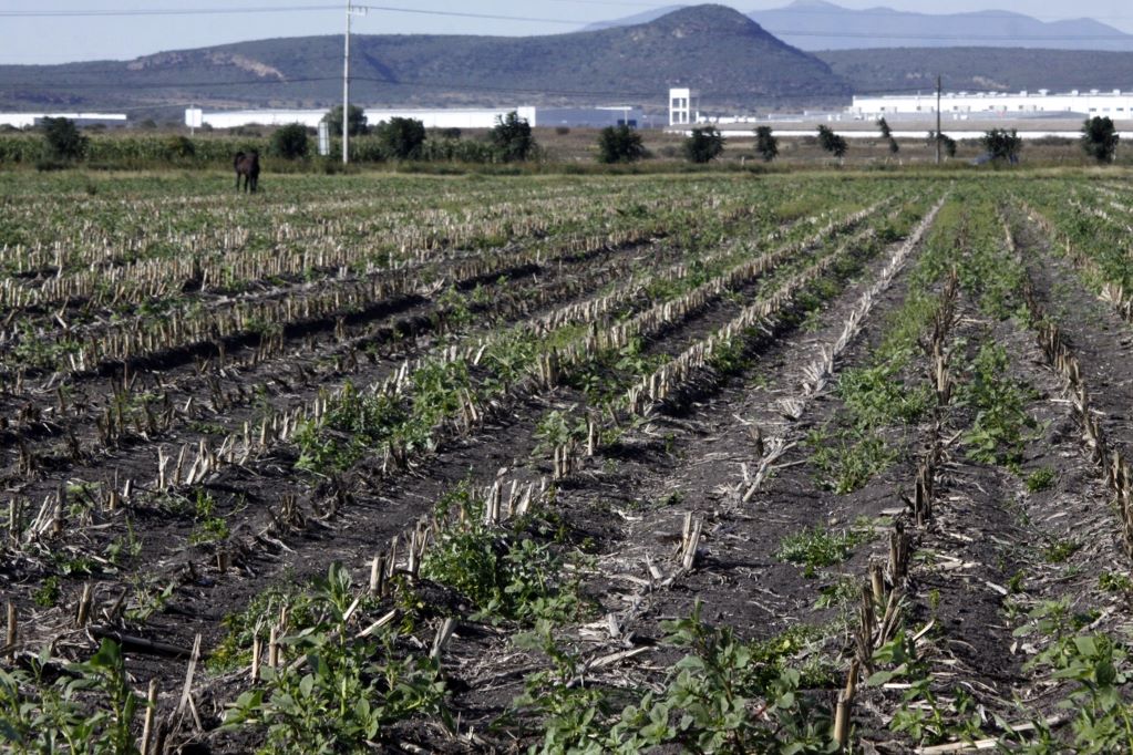 Lluvias dejan severas afectaciones en cultivos