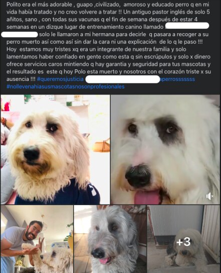 Piden justicia para Polo; murió en un centro de entrenamiento canino de Querétaro 