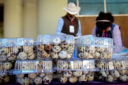 Mujeres productivas con la crianza y venta de codorniz