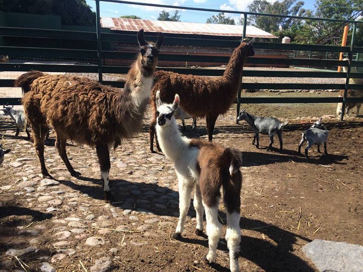 Hay siete involucrados en el homicidio de dueño del Wamerú, informa la Fiscalía de Querétaro