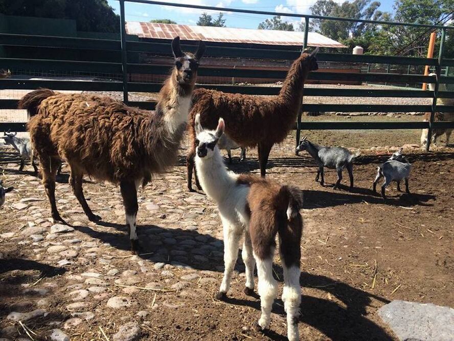 Foto: Facebook. Zoológico Wamerú