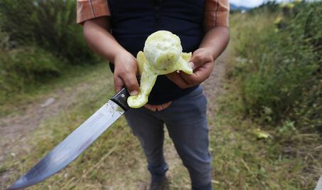 Panorama agrio para la tuna