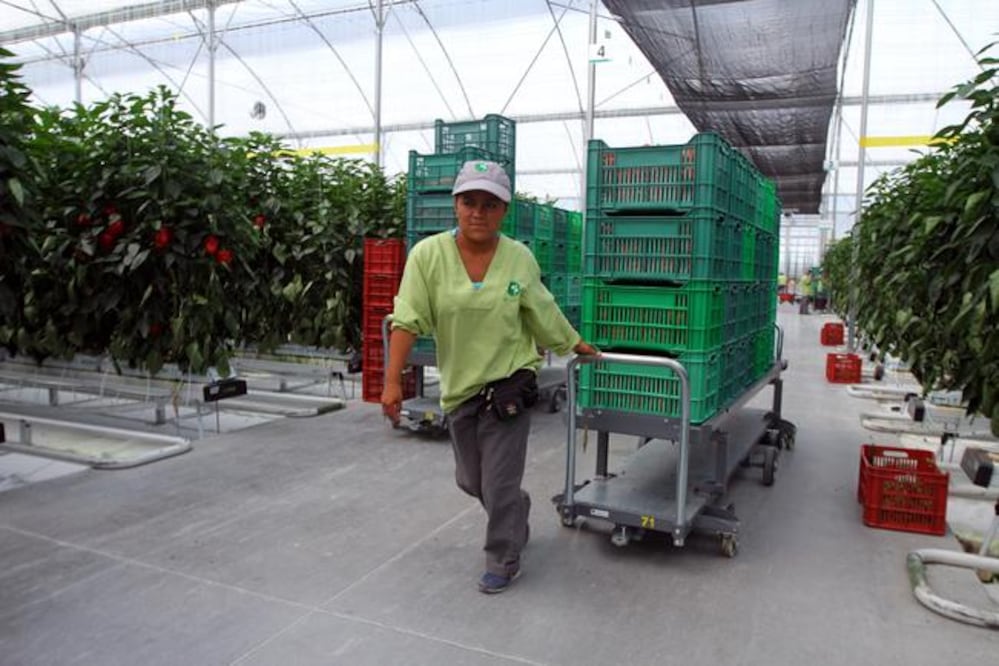 La segunda etapa de Agropark contará con 500 hectáreas de terreno adicional, de las cuales 220 serán para invernaderos de alta tecnología, 50 se destinará n para bodegas y locales comerciales (CÉSAR GÓMEZ. EL UNIVERSAL)