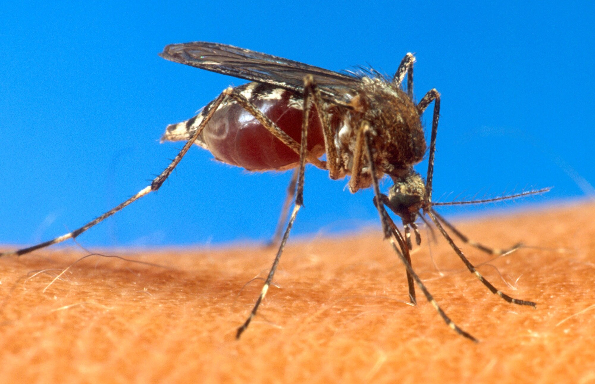 Malaria, mortal incluso después de eliminar la infección