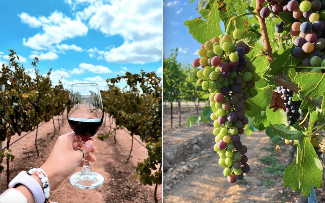 Las vendimias terminan en septiembre