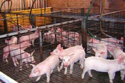 Impulsan autoconsumo entre los productores