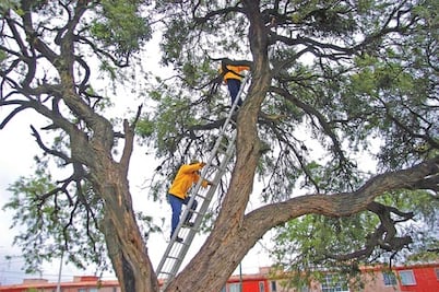 Podará Sedea más de 7 mil árboles