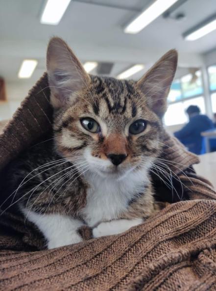 Torturan hasta la muerte a gatito de CCH Vallejo; estudiantes de la UNAM exigen justicia