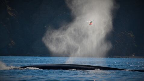 Estudian sistema de vida en el mar