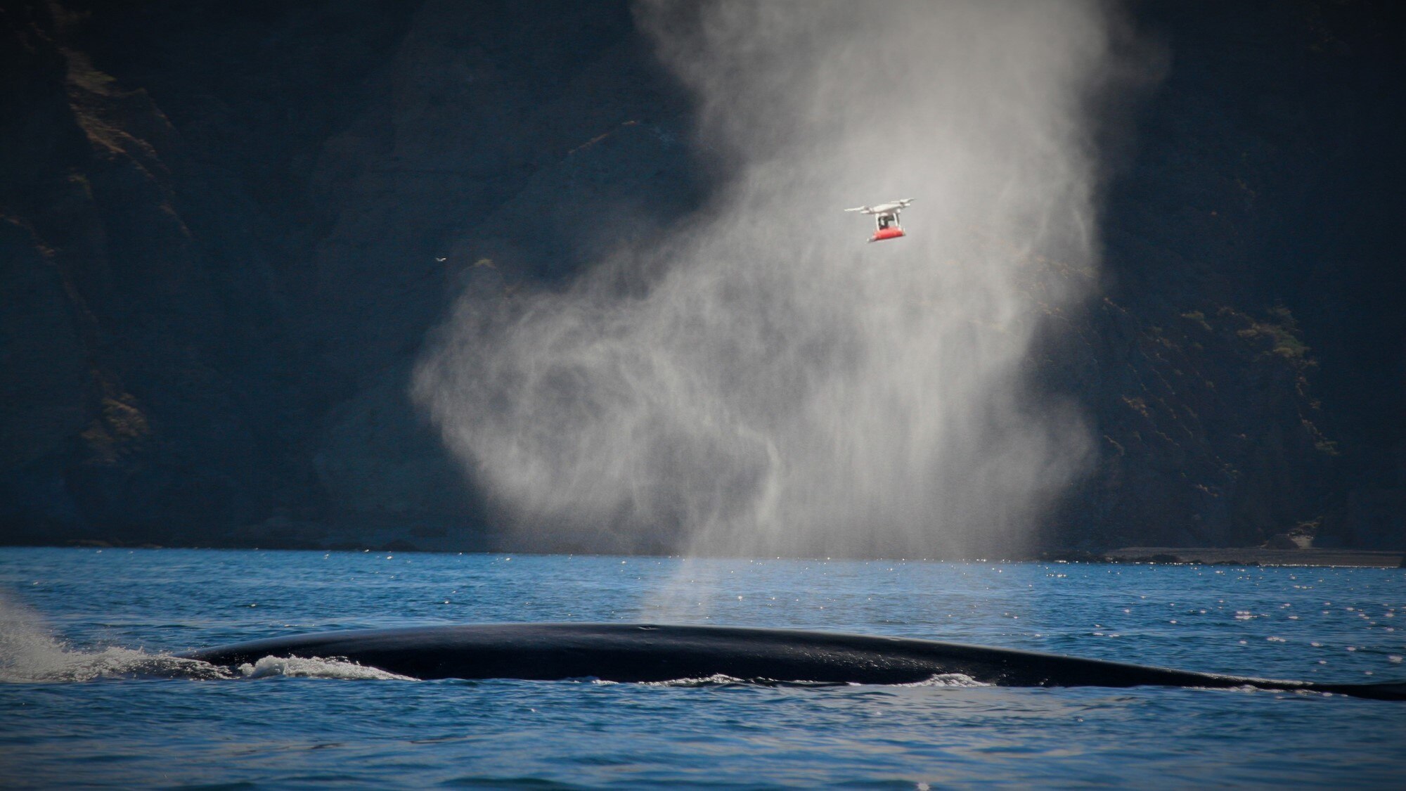 Estudian sistema de vida en el mar