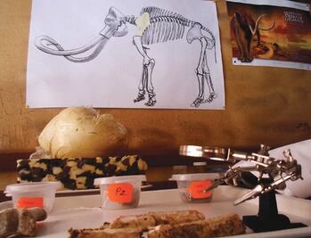 Hallan restos de mamut