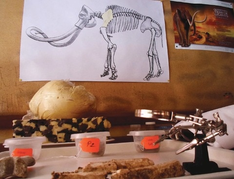 Hallan restos de mamut