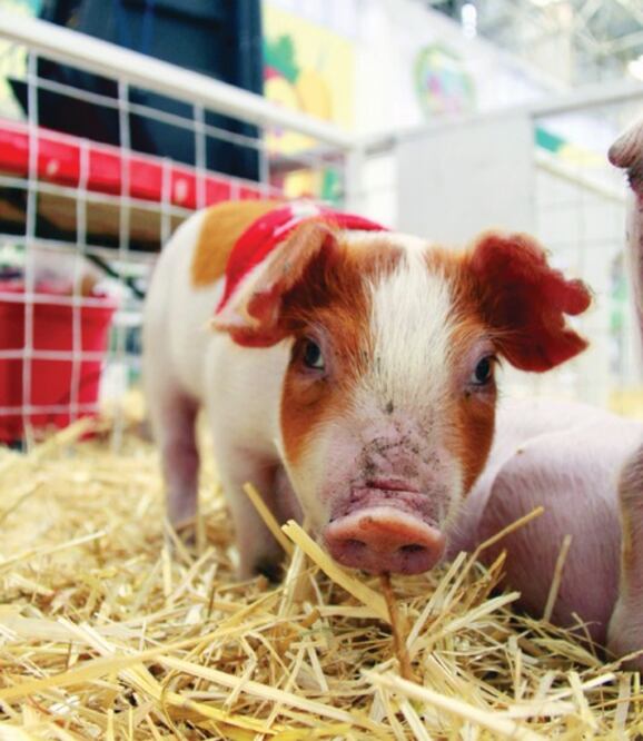 Refuerzan bioseguridad 