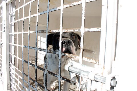 Alertan por posible crematorio ilegal