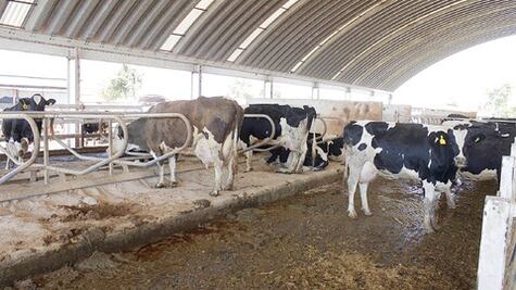 Alertan crisis para los establos en San Juan
