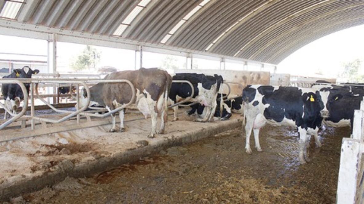 Alertan crisis para los establos en San Juan