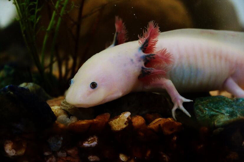 En Querétaro se conmemorará el Día del Ajolote 