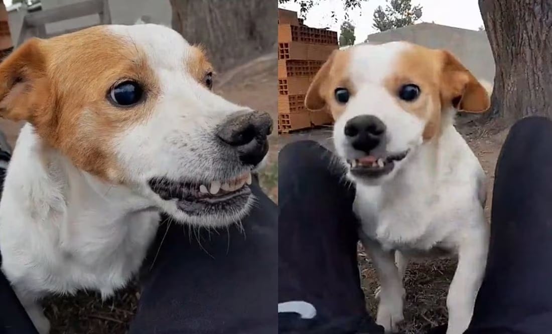 El "perrito malvado” ganó millones de fans junto a su dueño Rosendo Morante. Foto: TikTok @panchoperritomalvado777