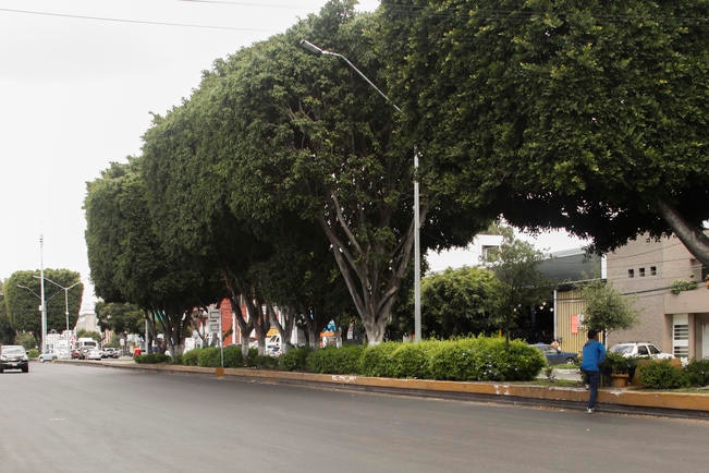 Se ha respetado la norma de masa vegetal: Sedesu