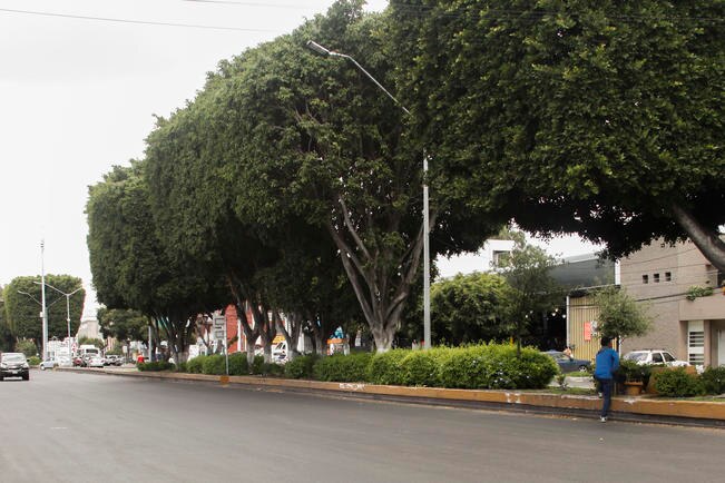 Se ha respetado la norma de masa vegetal: Sedesu